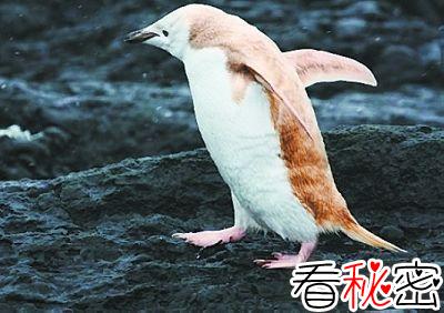 南极发现奇特的白色变种企鹅
