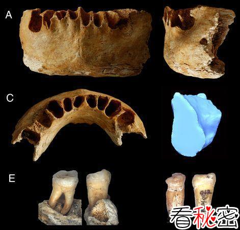 中国发现古人类化石挑战人类起源理论