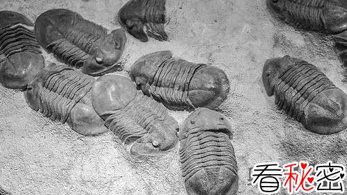 寒武纪三叶虫化石 “生命大爆发”之谜
