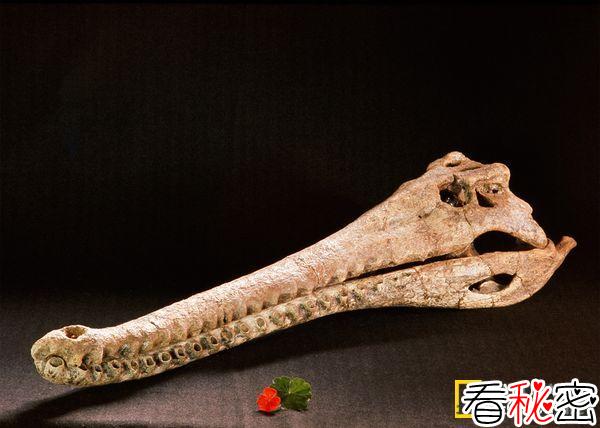 鳄鱼曾为远古人类健脑食品