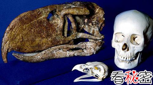 考古发现5000万年前恐怖鸟身高3米
