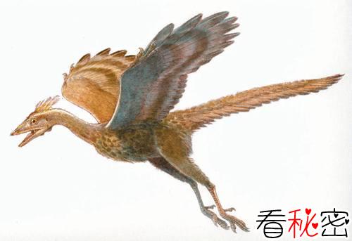 始祖鸟是鸟类的真正祖先吗