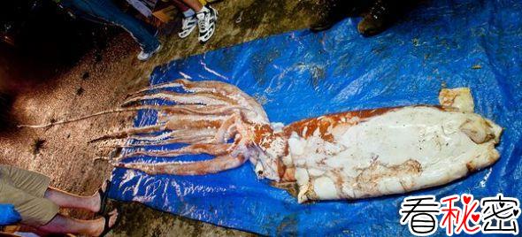 美国佛罗里达州发现身长8米巨型鱿鱼