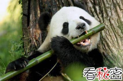揭秘熊猫为何喜欢吃竹子