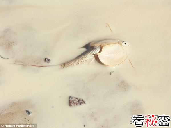 澳大利亚现史前动物盾虾，外形像外星生物