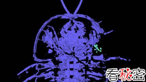 科学家发现古老三叶虫生殖器在头部