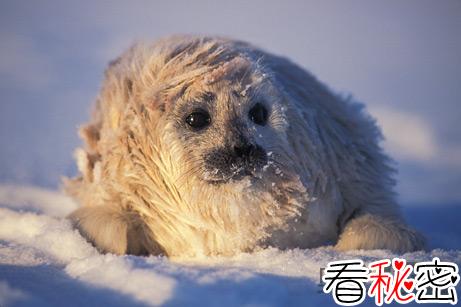 雪地上休息的斑纹海豹幼仔