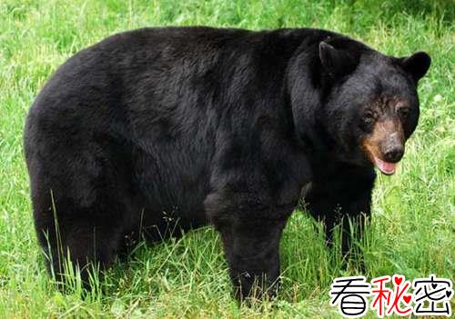 美洲大黑熊
