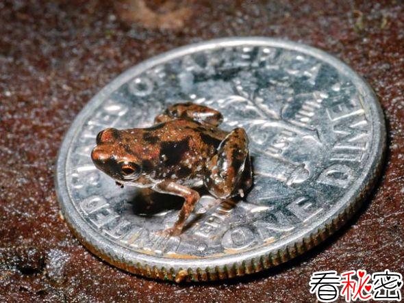 新几内亚雨林发现世界最小青蛙