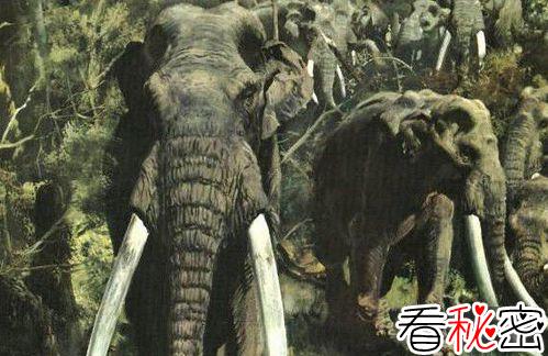 北京怀柔发现古菱齿象化石