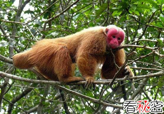美洲发现新物种红须伶猴