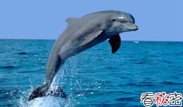 海豚游速之谜？海豚游泳速度为什么那么快