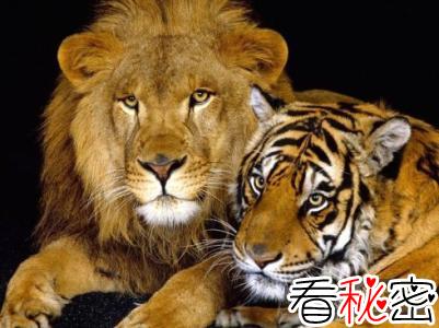 狮虎兽vs虎狮兽谁更厉害