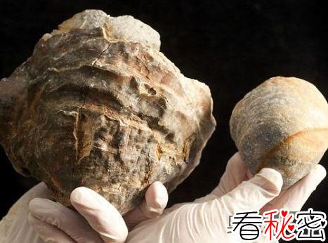 1亿年前牡蛎化石中可能含世界最大珍珠