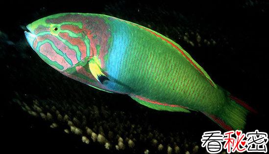 动物变性之谜