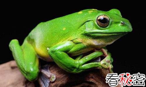 青蛙能活多久？青蛙为何能活200多万年