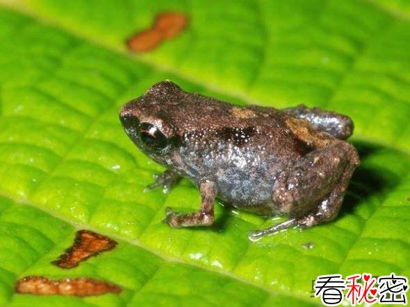 巴布亚新几内亚发现地球最小青蛙