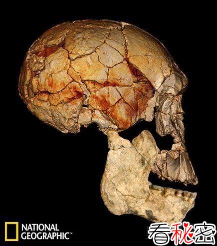 考古发现人类祖先或许为平脸