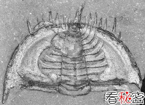 揭开三叶虫蜷缩之谜