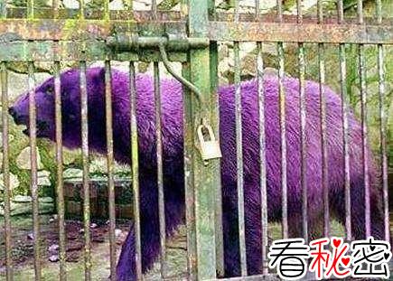 紫色北极熊是真的吗？
