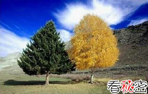 新疆可可托海夫妻树