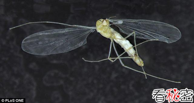 克罗地亚洞穴发现世界上首个穴居飞行昆虫