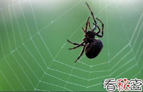 雄蜘蛛愿意被吃掉源于强烈处女情结