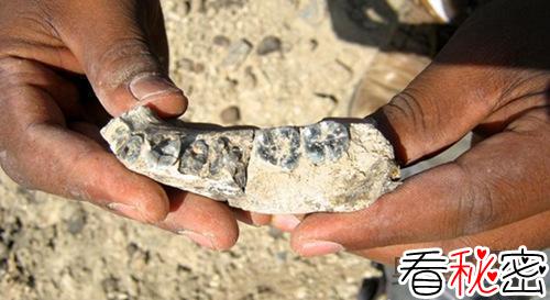 埃塞俄比亚发现最古老人类化石