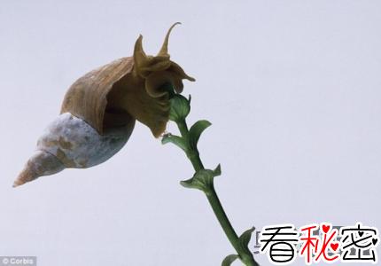 甲基苯丙胺令蜗牛拥有更强的记忆力