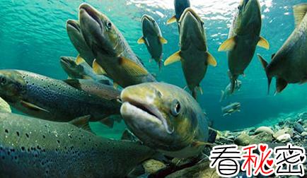 鱼类洄游之谜，鱼类洄游的生态意义