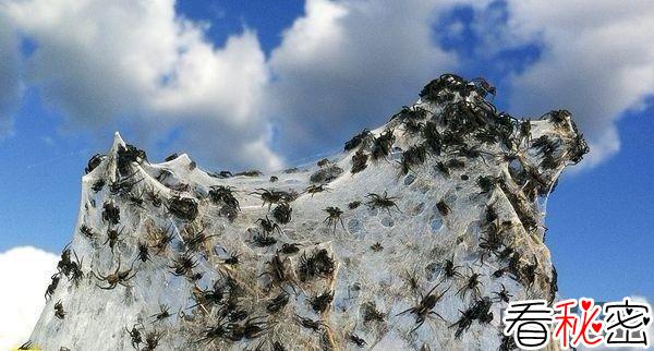 澳大利亚百万蜘蛛迁移壮观景象