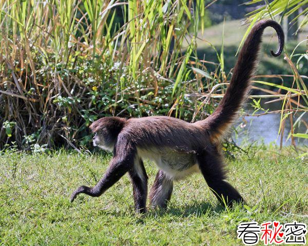 哥伦比亚发现濒临灭绝的珍稀褐蛛猴