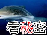  豹纹鲨连续四年单性繁殖创记录