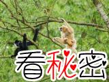 越南发现数百只珍稀长臂猿
