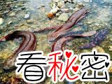 中国娃娃鱼被列入最濒危两栖名单
