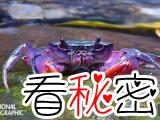 菲律宾最新发现4种罕见的新种螃蟹