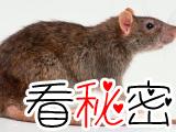 老鼠集体自杀之谜，老鼠为什么会自杀