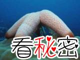 食肉海星是珊瑚杀手