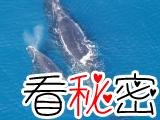 北大西洋露脊鲸可能在20年内灭绝