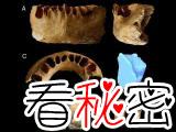 中国发现古人类化石，挑战人类起源理论