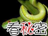 东南亚发现新种蛇类：红眼蝮蛇