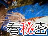 美国佛罗里达州发现身长8米巨型鱿鱼
