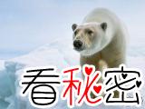  北极熊无法适应无海冰环境 或将面临灭绝