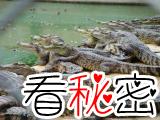 鳄鱼吃人事件：遭遇鳄鱼群，1000多名日军全部被咬死