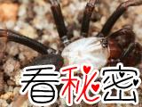 澳大利亚发现白化活板门蛛新品种