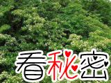青岛发现保存完好的第四纪古植物群