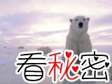 为了保护物种，把北极熊运到南极可行吗