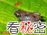 世界上最小青蛙在巴布亚新几内亚发现