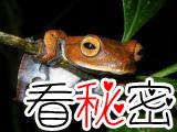 越南发现长有黑色尖牙的吸血飞蛙