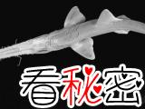 非洲发现鲨鱼奇特新品种：非洲侏儒锯鲨